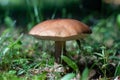 A young forest fungus among the grass on a sunny day