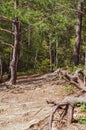 Young forest growing on rocky surface, small deciduous and coniferous trees, nature outdoors Royalty Free Stock Photo