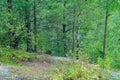 Young forest growing on rocky surface, small deciduous and coniferous trees, nature outdoors Royalty Free Stock Photo