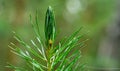 Young forest. Growth up. Green, juicy pine. Fresh sprout. Pine needle leaves close-up.