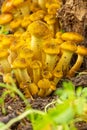 Young forest mushrooms honey agaric grow at the roots of a tree in the autumn forest close up. Royalty Free Stock Photo