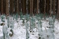 Young forest plantation in forest in Bavaria in winter with snow-covered landscape and trees