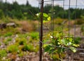 Young forest tree protection