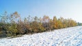 Winter landscape with  young forest Royalty Free Stock Photo