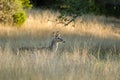 Young four point Whitetailed Deer Buck