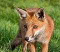 Young fox Royalty Free Stock Photo
