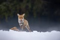 Wary young fox catch hare