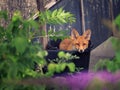 Fox cub in a bucket