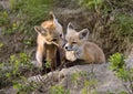 Young Fox Kit Royalty Free Stock Photo