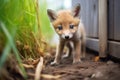 young fox kit exploring outside den Royalty Free Stock Photo