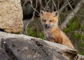 Young fox kit on rocks in nature. Royalty Free Stock Photo