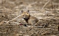 Young Fox Kit Royalty Free Stock Photo