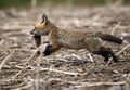 Young Fox Kit Royalty Free Stock Photo