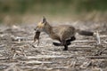 Young Fox Kit Royalty Free Stock Photo