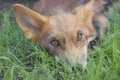 Young fox lying on the grass Royalty Free Stock Photo