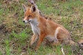 Fox kit on Amsterdamse Waterleidingduinen Royalty Free Stock Photo