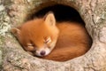 A young fox peacefully sleeps inside a tree hollow Royalty Free Stock Photo