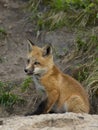 Young Fox Royalty Free Stock Photo