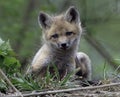 Young Fox Royalty Free Stock Photo