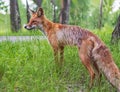 The young fox is standing near the road in the urban park Royalty Free Stock Photo