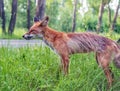 The young fox is standing near the road in the urban park Royalty Free Stock Photo