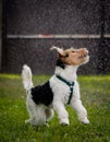 Fox Terrier playing in rain