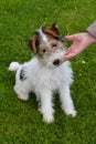 Young fox terrier sits in the meadow and enjoys being caressed