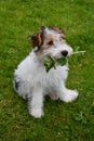 Young fox terrier sits in the meadow with lovage in his snout