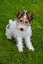 Young fox terrier sits in the meadow Royalty Free Stock Photo