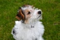 Young fox terrier sits in the meadow Royalty Free Stock Photo