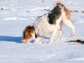 Young fox terrier sniffing