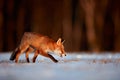 Young fox Vulpes vulpes looking for food in a snowy meadow. Red fox in beautiful winter light. Animal in the nature habitat.