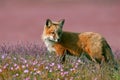 Young Fox