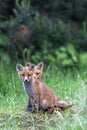 Young foxes in the clearing