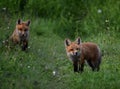 Young foxes in a field