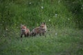 Young foxes in a field