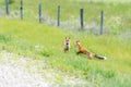 Young foxes playing in the grass