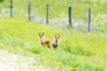 Young foxes playing in the grass