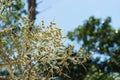 Young foxtail palm fruit on blue sky background Royalty Free Stock Photo