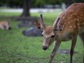 young freckled deer in temple park in Nara, Japan