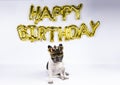 Young french bulldog with crown glasses celebrating birthday with happy birthday balloons