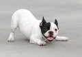 Young French Bulldog dog Royalty Free Stock Photo