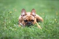 Young french bulldog lying on green grass lawn at sunner. Portrait of pet dog Royalty Free Stock Photo