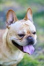 Young French Bulldog Male Cream Headshot.