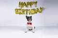 Young french bulldog with red bow tie celebrating birthday with happy birthday balloons