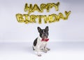 Young french bulldog with red bow tie celebrating birthday with happy birthday balloons