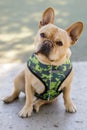 Young Frenchie Male Sitting Head Tilted and Slobbering. Royalty Free Stock Photo