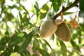 Young fresh almonds