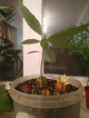 Young fresh avocado sprout with leaves grows in a pot