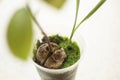 A young fresh avocado sprout with leaves grows from a seed in a pot. Selective focus Royalty Free Stock Photo